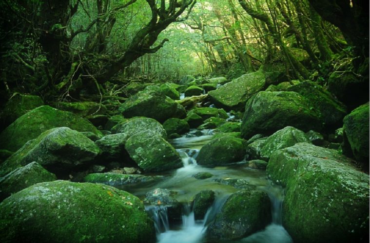 日本 屋久島 ──神秘的世界自然遺產