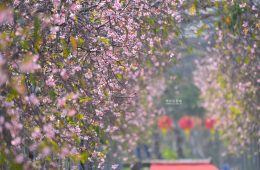 櫻花有不同的品種，率先盛開的是這種「平地枝垂櫻」，每年1月下旬、2月上旬就會開花