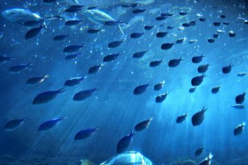 【精選遊記】沖繩美麗海水族館 去之前要做足功課！
