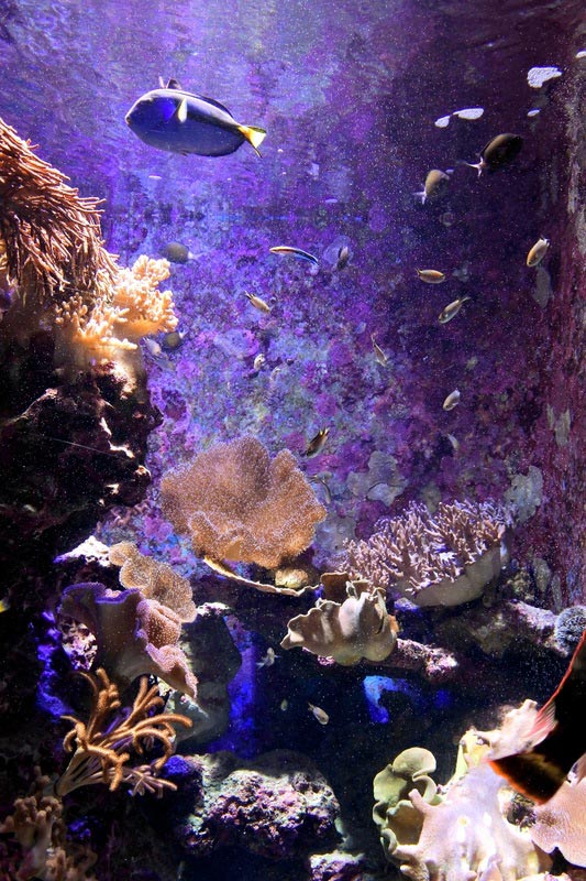 美麗海水族館