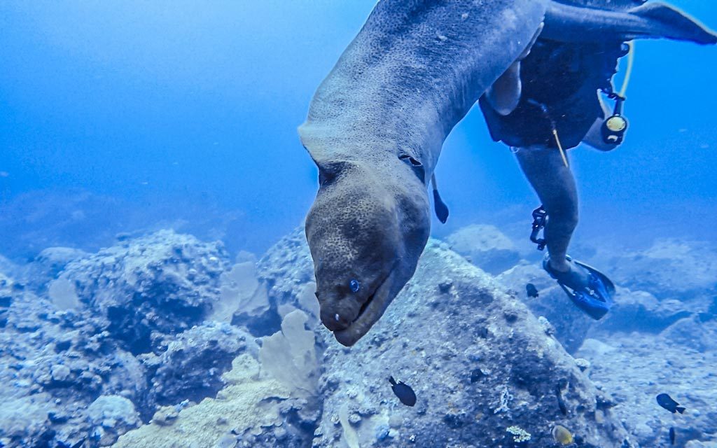 毛里裘斯潛水，巨型鰻魚