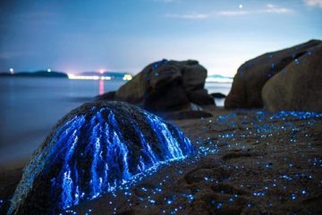 藍眼淚的真相！日本瀨戶內海「海上螢火蟲」