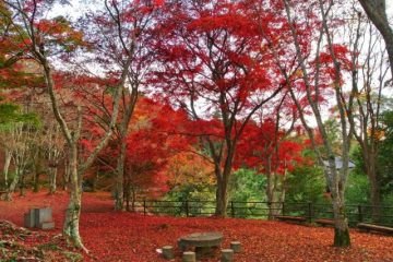 【斗斗宅記】日本．京都．笠置山自然公園