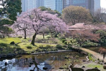 東京也有庭園風！小石川後樂園賞櫻