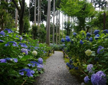 梅雨紛飛慢步京都 藤森神社及三千院細賞盛開紫陽花