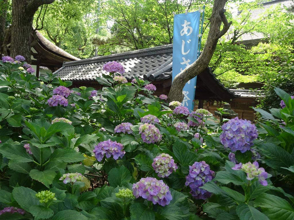 京都藤森神社-紫陽花