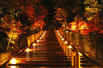京都知恩院秋季夜間亮燈活動 古寺庭園內觀賞夜楓醉人美態