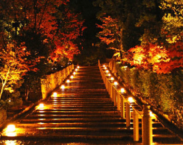 京都知恩院秋季夜間亮燈活動 古寺庭園內觀賞夜楓醉人美態